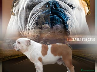 Bulldog cani Bulldog inglese per monta - Annuncio 2