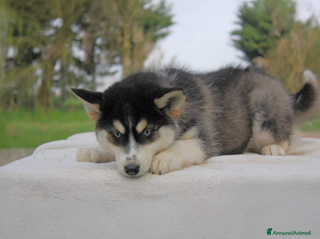 Husky cani in vendita: Cuccioli di Siberian Husky  a Provincia di Pavia - Immagine 8