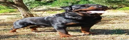 Rottweiler cani in vendita: Disponibili cuccioli Rottweiler  lettera K - Annuncio 2