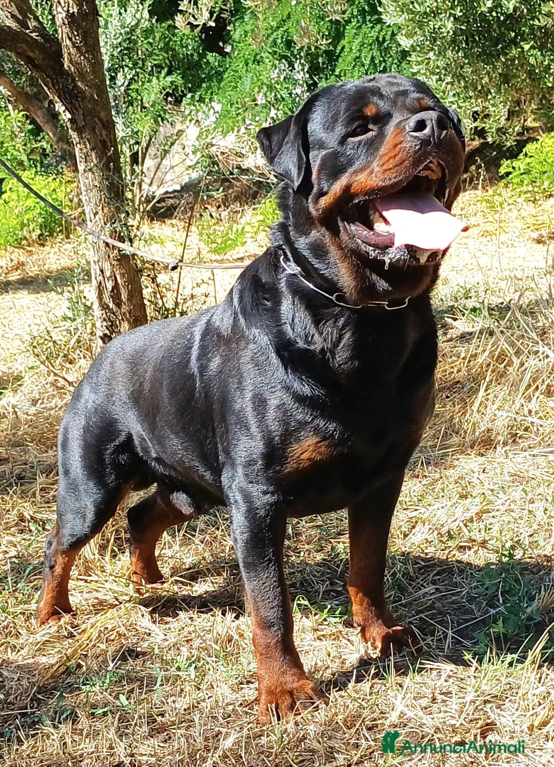 Rottweiler cani in vendita: Disponibili cuccioli Rottweiler  lettera K - Annuncio 2
