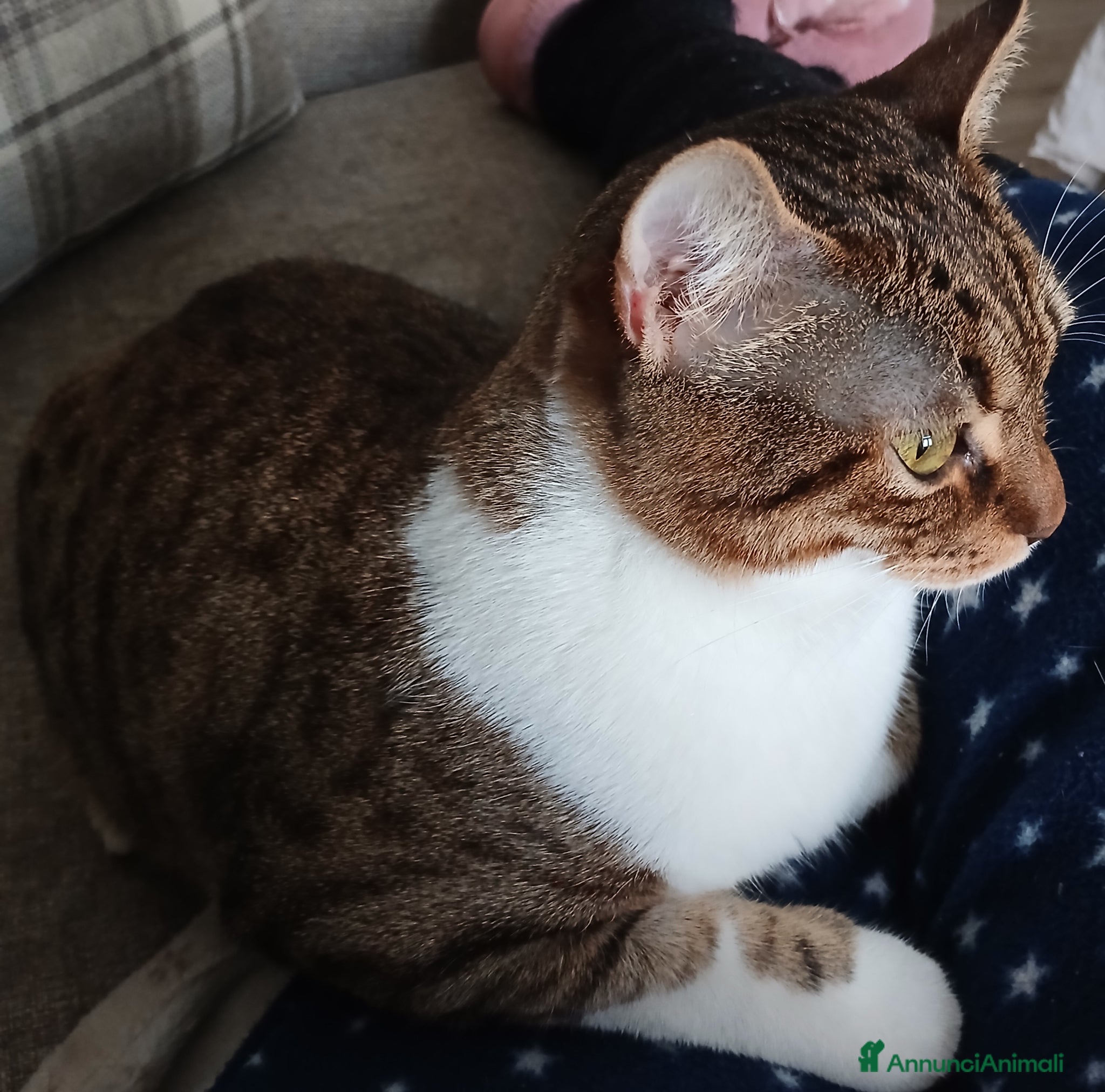 Europeo gatti in regalo: Gatto europeo  a Provincia di Foggia - Annuncio 3
