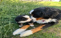 Bovaro del Bernese cani in vendita: Cuccioli bovaro del Bernese a Provincia autonoma di Trento - Immagine 5