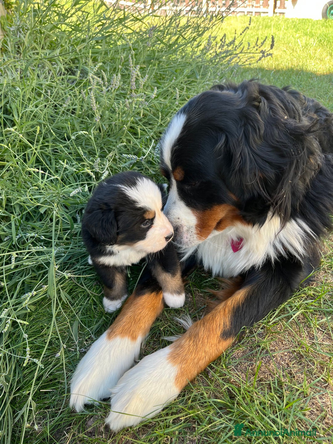 Bovaro del Bernese cani in vendita: Cuccioli bovaro del Bernese a Provincia autonoma di Trento - Immagine 5