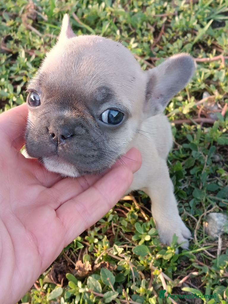 Bulldog Francese cani Bulldog francese esotico  - Annuncio 18