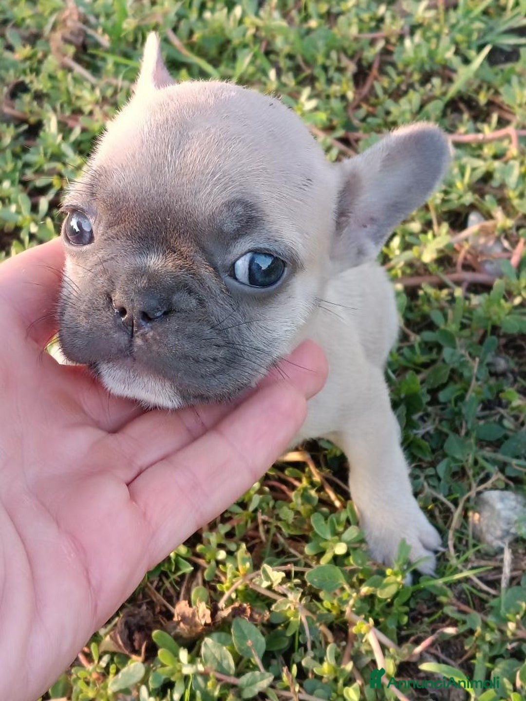 Bulldog Francese cani in vendita: Bulldog francese esotico  - Annuncio 1