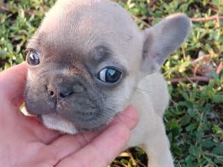 Bulldog Francese cani - Annuncio 13