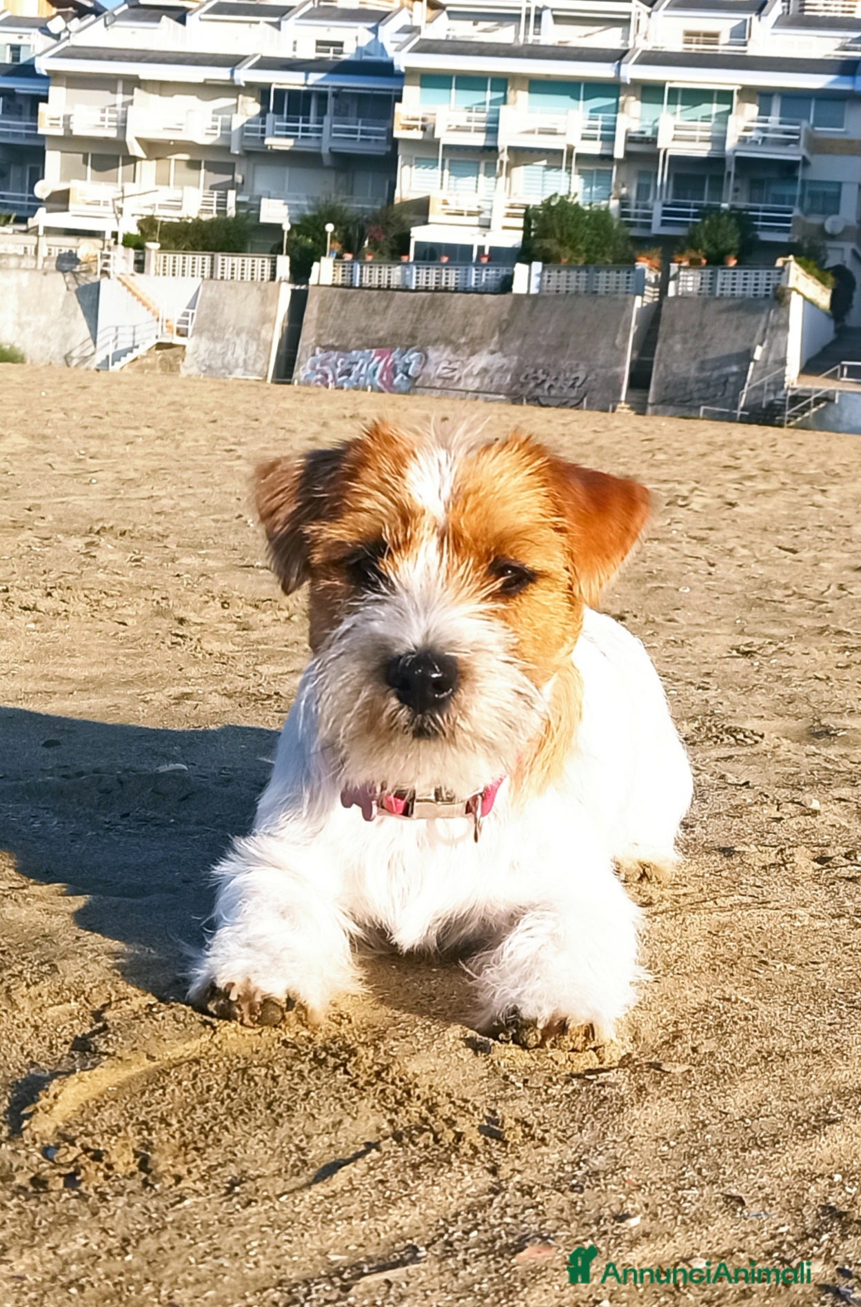 Jack Russell cani Jack Russell pelo ruvido  a Città metropolitana di Roma Capitale - Annuncio 1