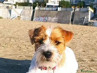 Jack Russell cani Jack Russell pelo ruvido a Città metropolitana di Roma Capitale - Annuncio 1