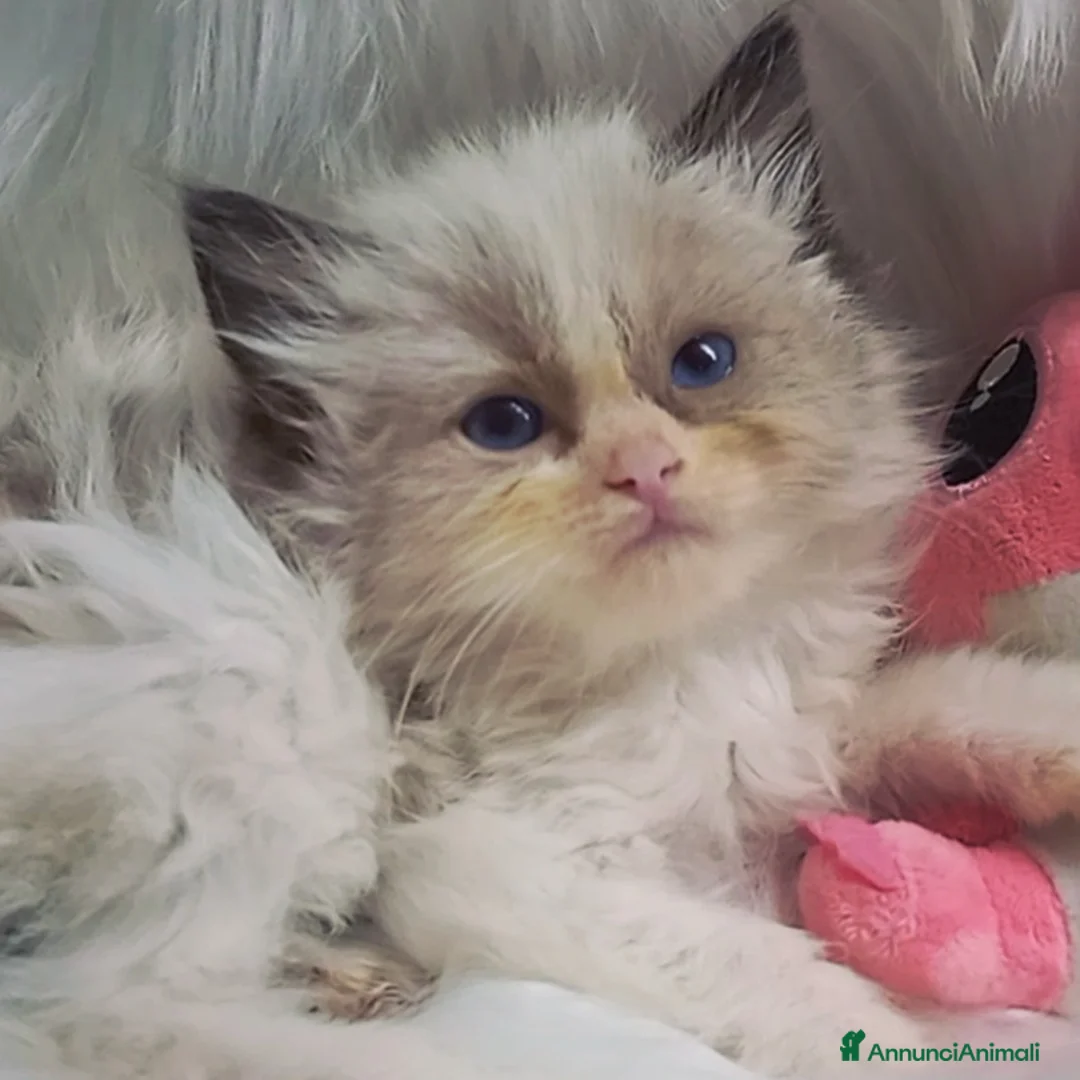 Immagine della galleria {{count}}