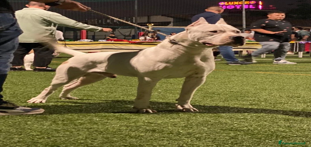 Immagine della galleria {{count}}