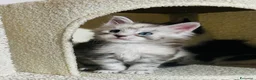 Maine Coon gatti in vendita: Maine coon con pedigree  - Annuncio 8