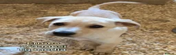 Meticcio cani in regalo: Cuccioli in cerca di famiglie  - Annuncio 8