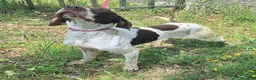 Bracco cani in regalo: Goya 3 anni bracco  - Annuncio 4
