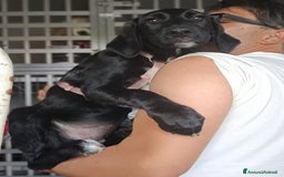 Meticcio cani in regalo: Giusy, cucciolona dolcissima e affettuosissima a Provincia di Modena - Immagine 7