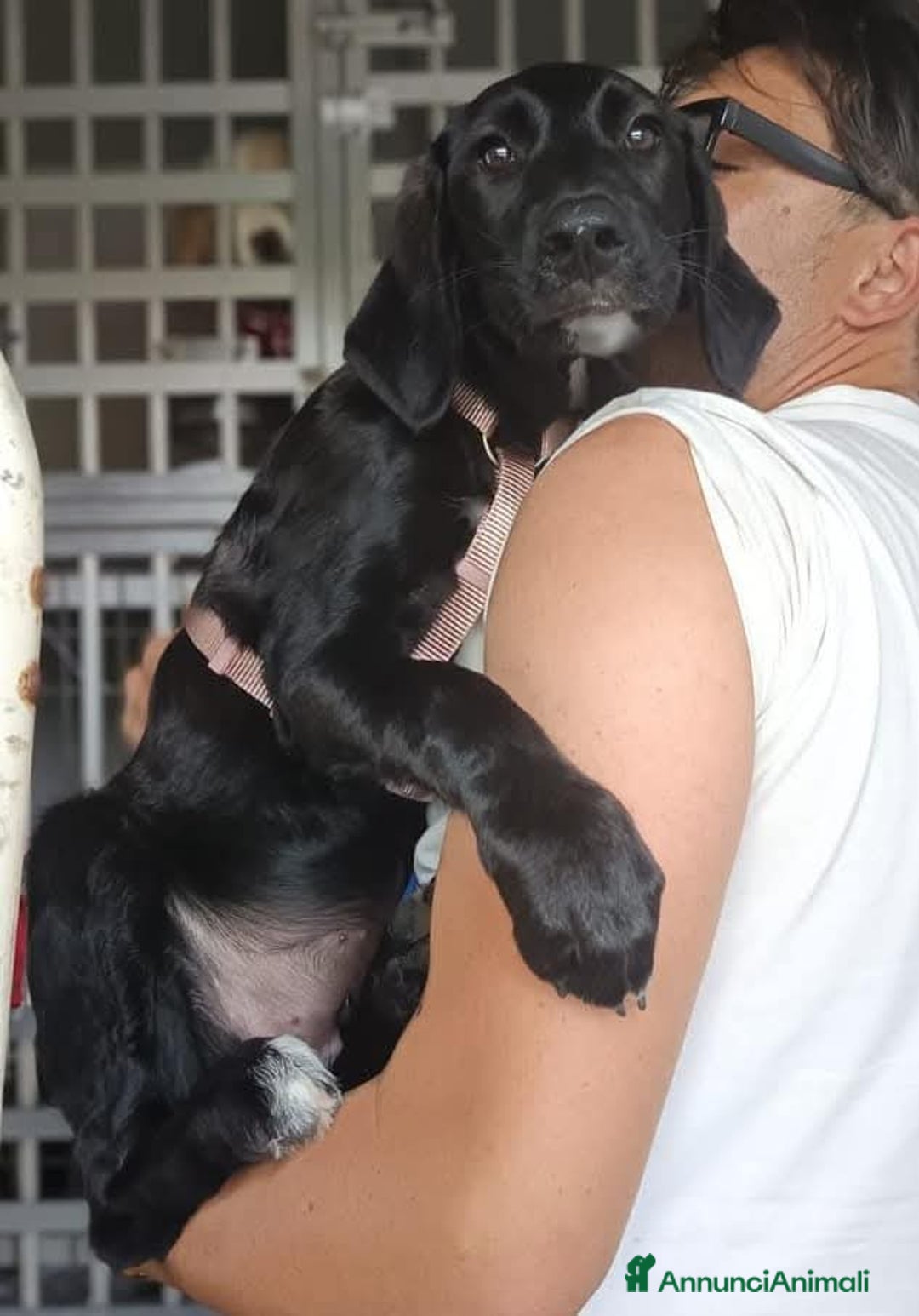 Meticcio cani in regalo: Giusy, cucciolona dolcissima e affettuosissima a Provincia di Modena - Immagine 7