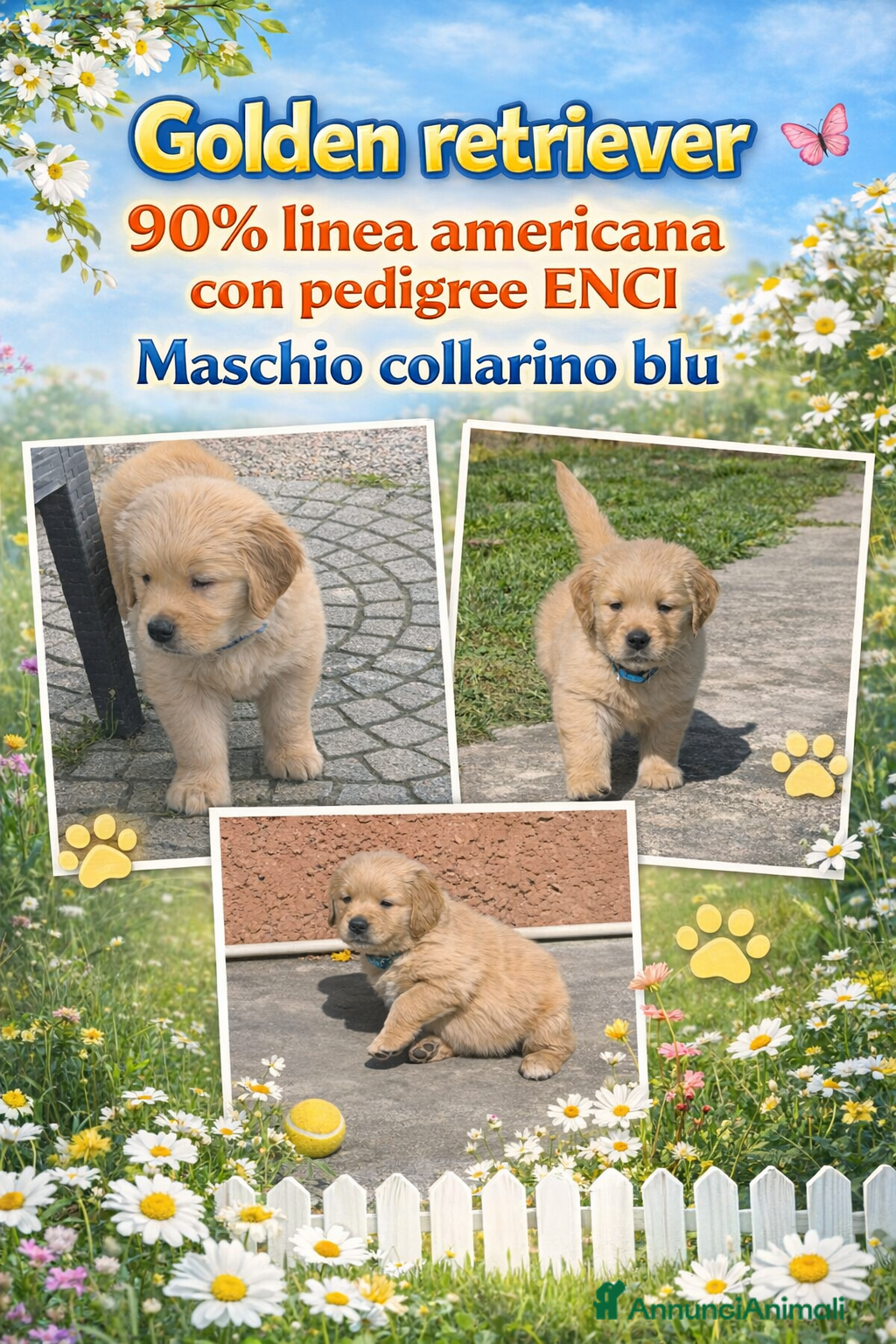 Golden Retriever cani Cuccioli Golden retriever 90% linea americana  - Annuncio 9