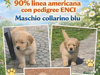 Golden Retriever cani Cuccioli Golden retriever 90% linea americana - Annuncio 9