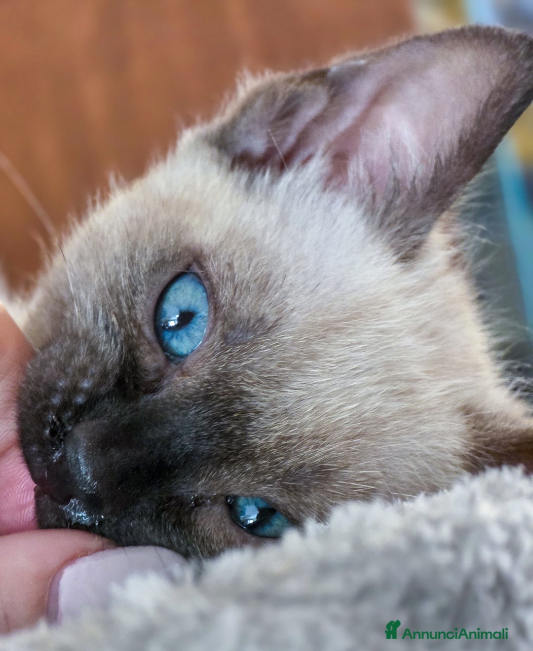 Bengala gatti in vendita: Cucciolo gatto bengala  - Annuncio 6