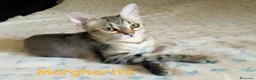 Europeo gatti in regalo: MARGHERITA GATTINA SUPER AFFETTUOSA - Annuncio 2