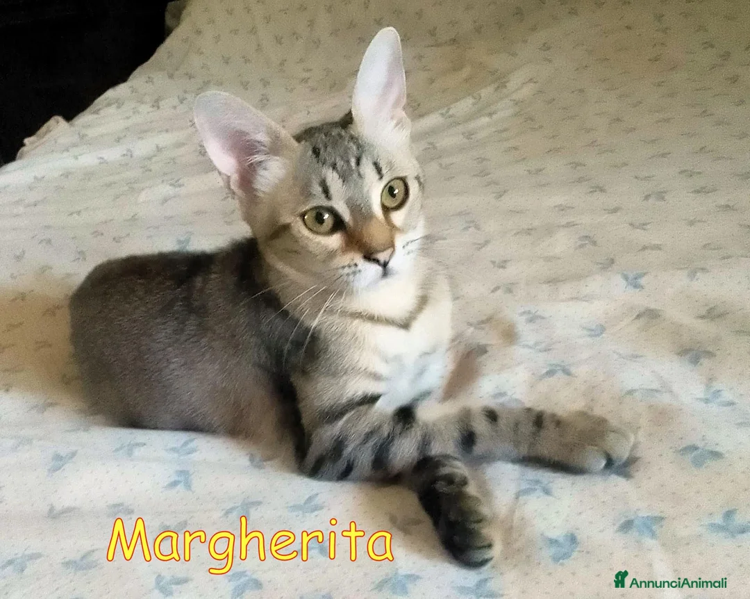 Europeo gatti in regalo: MARGHERITA GATTINA SUPER AFFETTUOSA - Annuncio 2