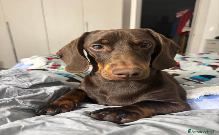 Bassotto cani a Provincia di Modena - Annuncio 8