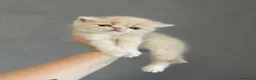 Exotic Shorthair gatti in vendita: Cuccioli Exotic e persiano  - Annuncio 5