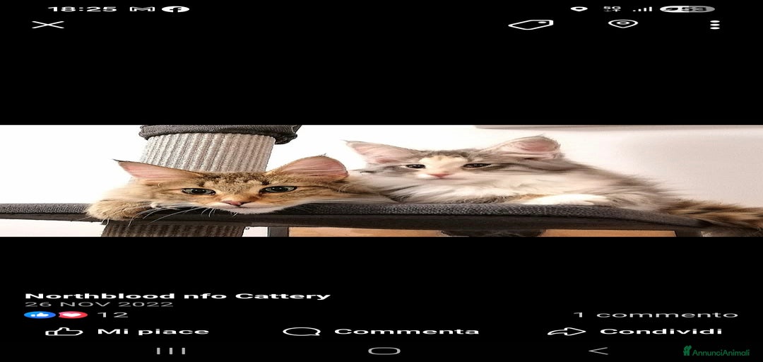 Immagine della galleria {{count}}