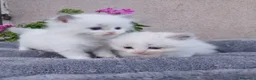 Ragdoll gatti in vendita: Ragdoll gattini - Annuncio 5