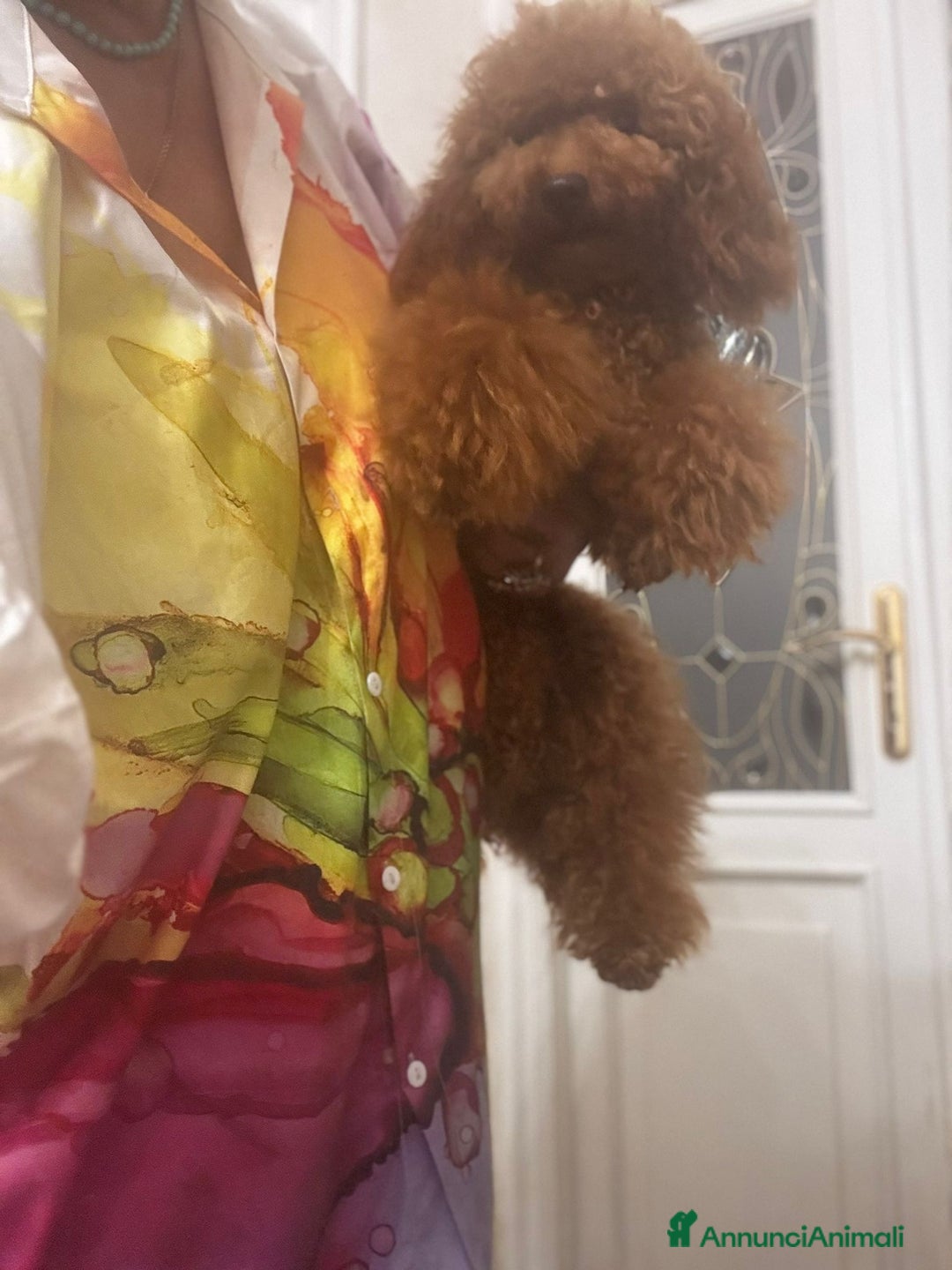 Barboncino cani in vendita: Barboncino nano red  - Annuncio 2