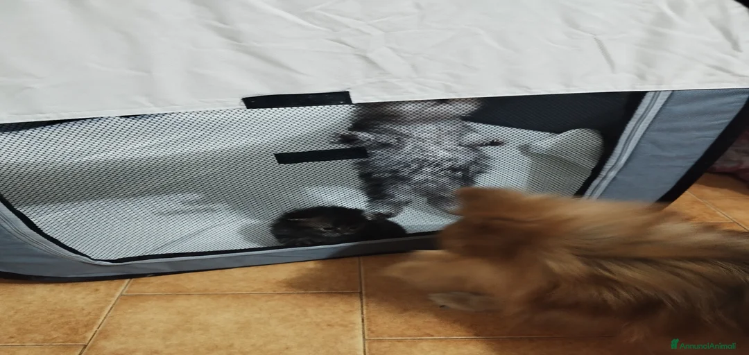 Immagine della galleria {{count}}