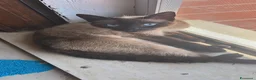 Altre razze gatti in regalo: Gatte simil siamesi - Annuncio 2