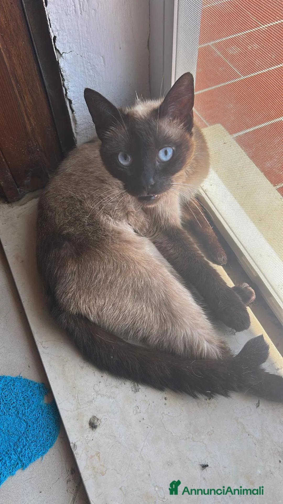Altre razze gatti in regalo: Gatte simil siamesi - Annuncio 2
