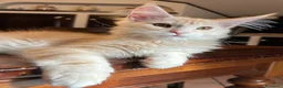 Maine Coon gatti in vendita: Maine Coon  - Annuncio 3