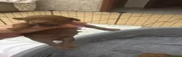 Barboncino cani in vendita: Cuccioli Barboncino - Annuncio 2