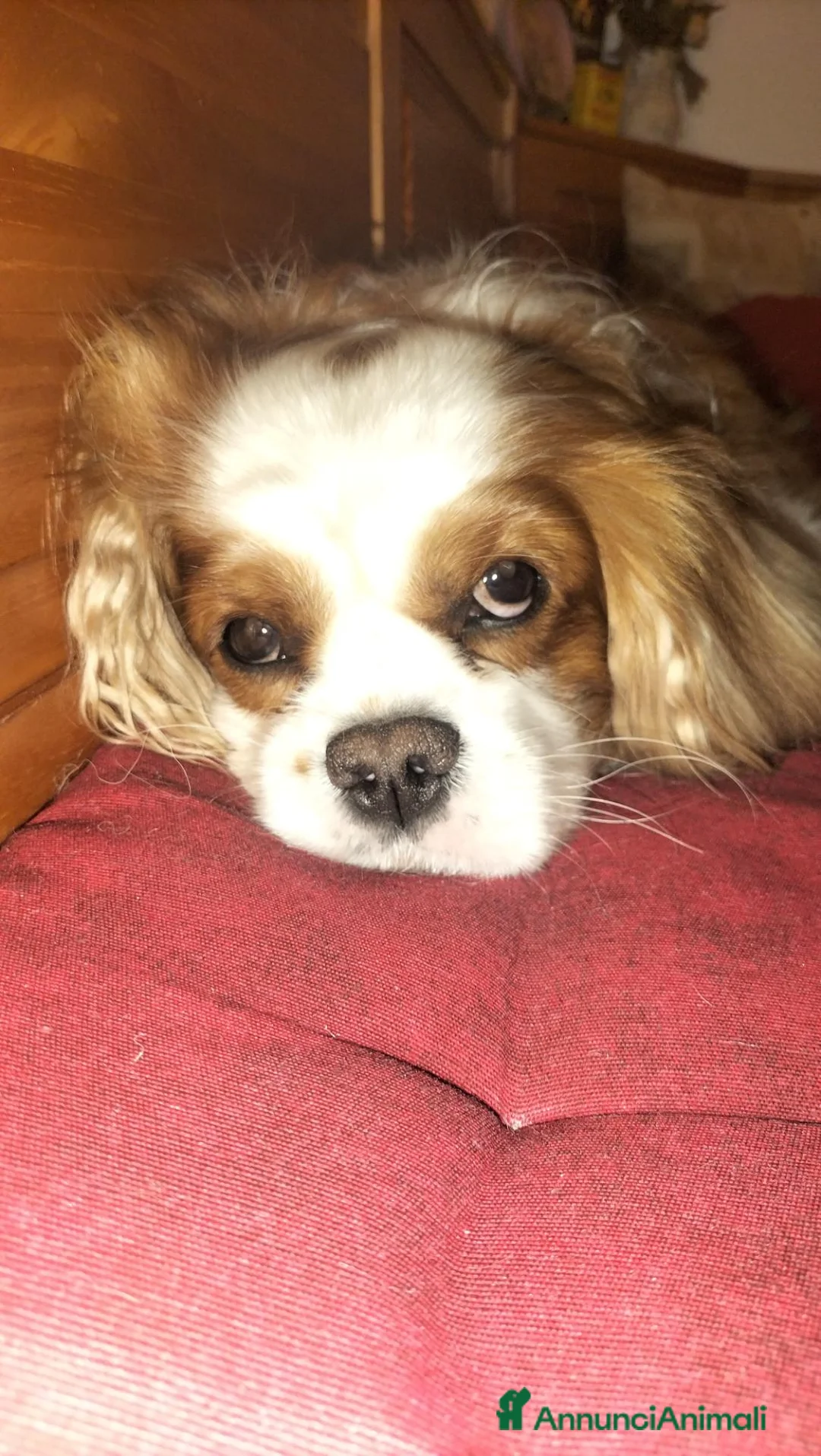 Cavalier King cani per accoppiamento: Cerco per accoppiamento  a Città Metropolitana di Torino - Annuncio 9