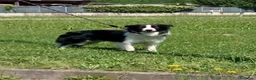 Border Collie cani per accoppiamento: Salazar a Provincia del Verbano-Cusio-Ossola - Annuncio 2