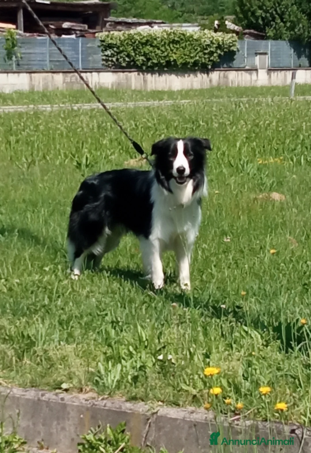 Border Collie cani per accoppiamento: Salazar a Provincia del Verbano-Cusio-Ossola - Annuncio 2