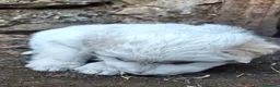 Pastore Maremmano cani in vendita: cucciole di maremmano - Annuncio 2