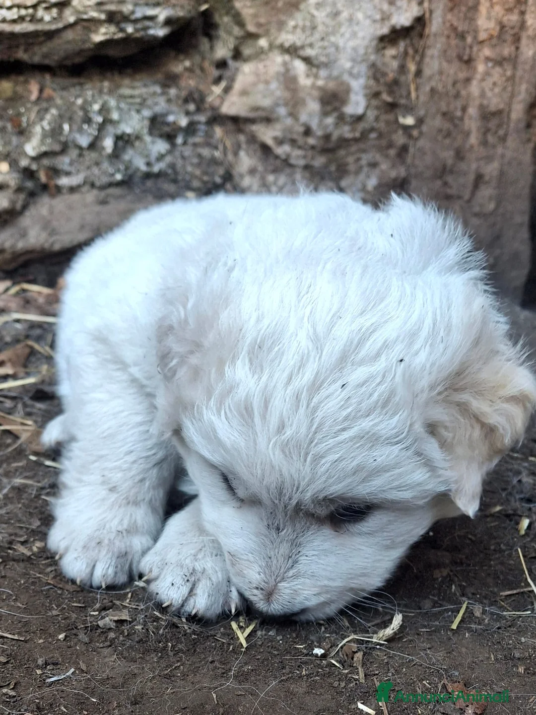 Pastore Maremmano cani in vendita: cucciole di maremmano - Annuncio 2