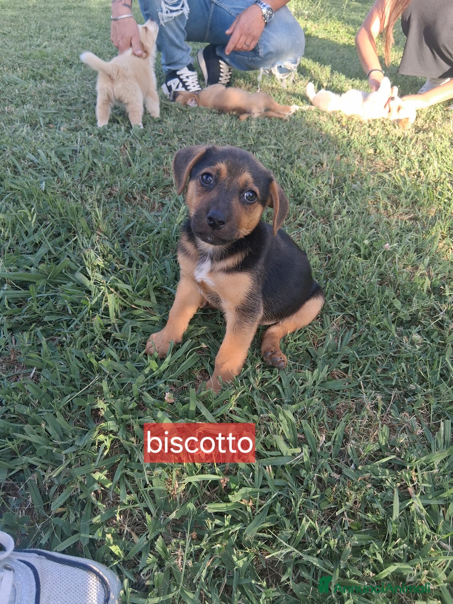Meticcio cani Cuccioli di taglia media piccola  - Annuncio 14