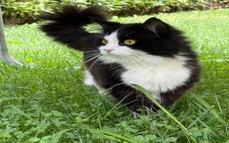 Siberiano gatti per accoppiamento: Stallone siberiano per monta - Immagine 2