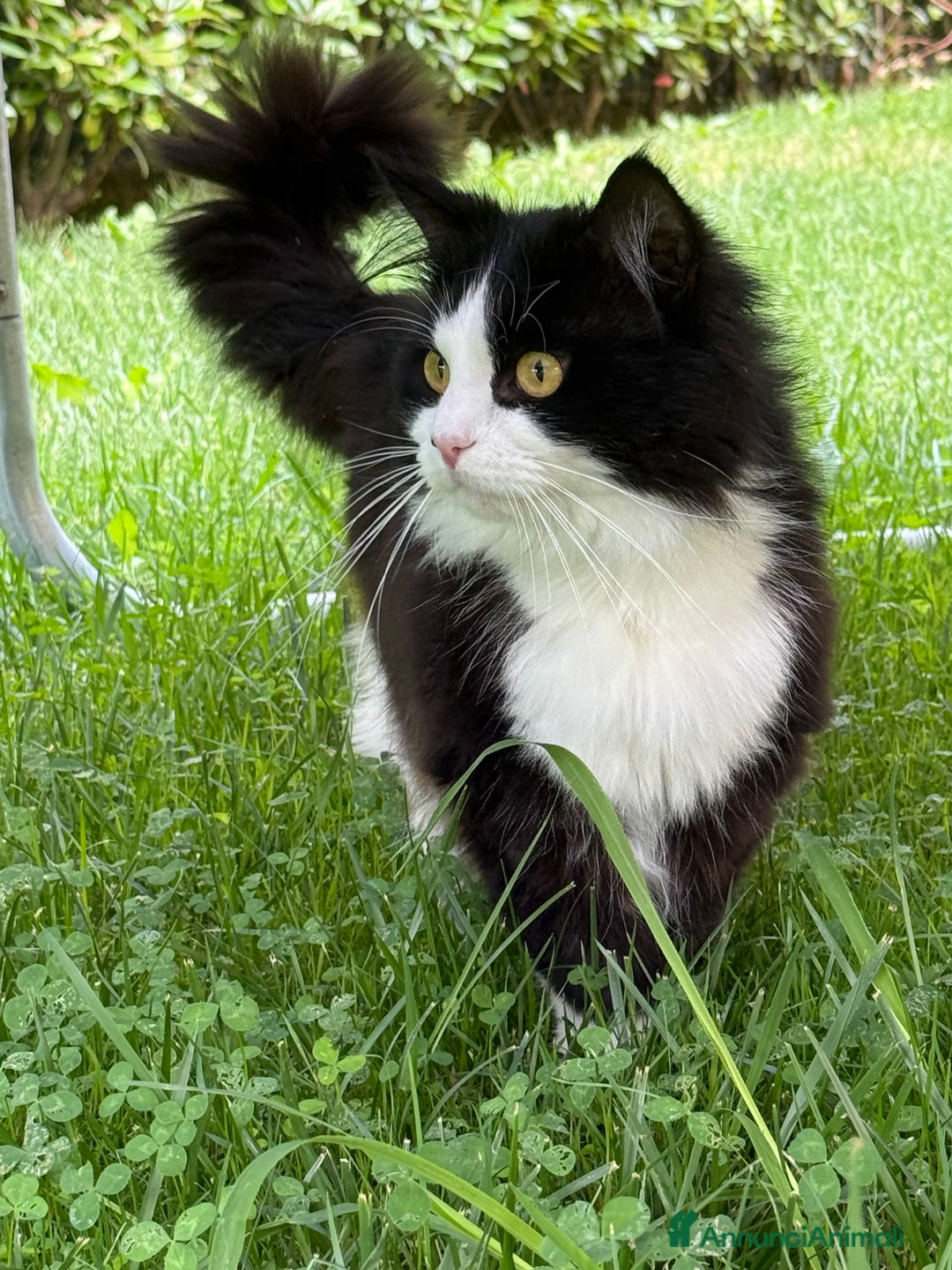 Siberiano gatti per accoppiamento: Stallone siberiano per monta - Immagine 2