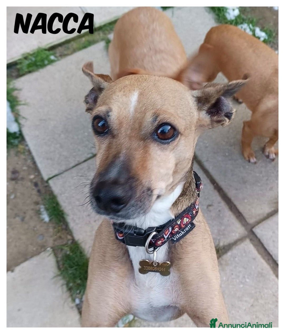 Meticcio cani in regalo: Nacca dolcissima cagnolina taglia piccola  - Annuncio 1