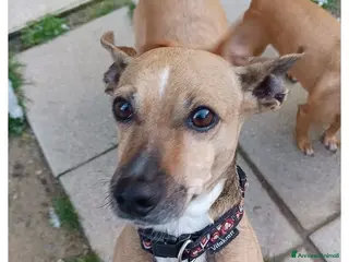 Meticcio cani Nacca dolcissima cagnolina taglia piccola - Annuncio 25