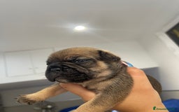 Bulldog Francese cani in vendita: Bulldog francese  - Immagine 5