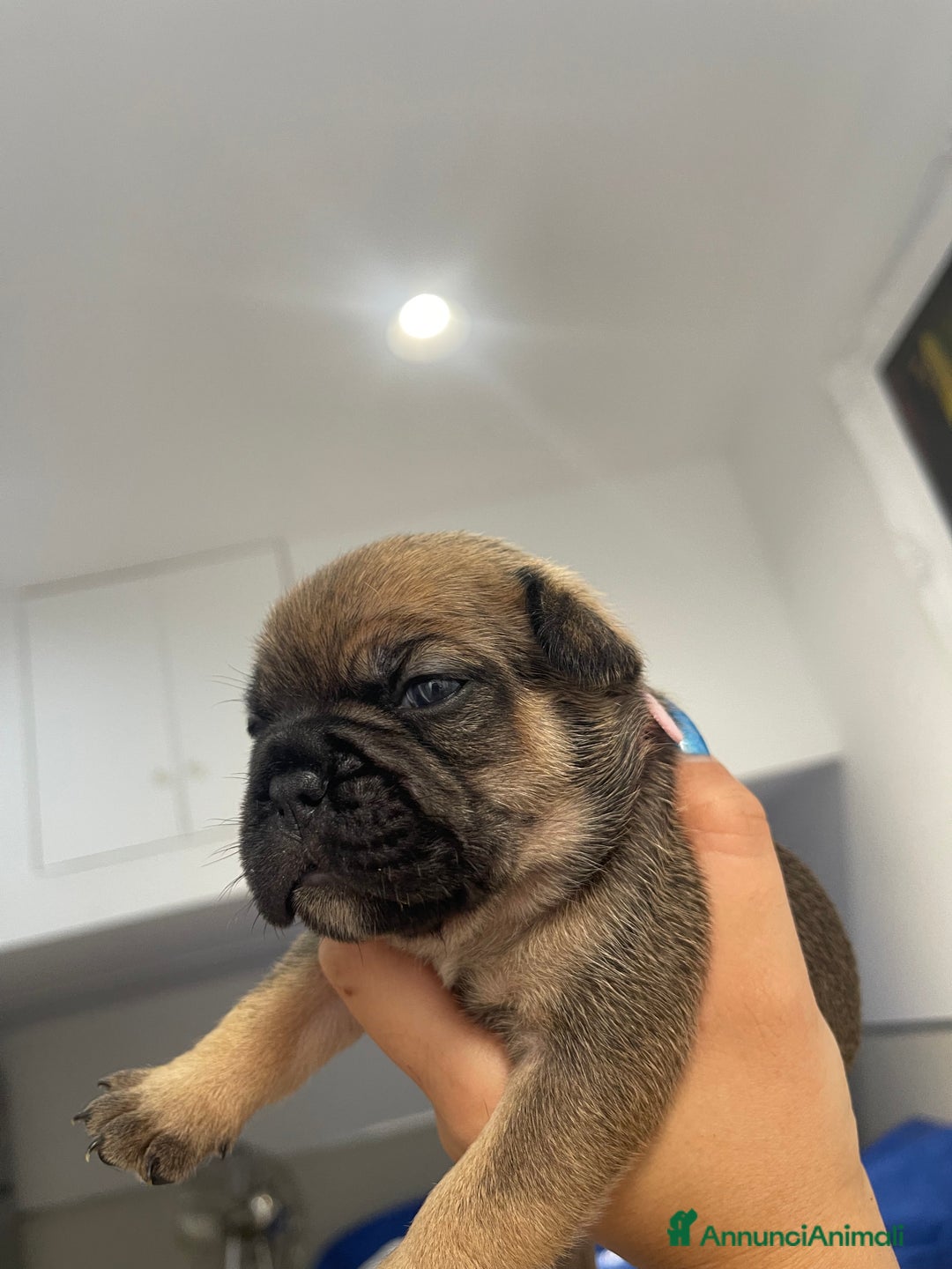 Bulldog Francese cani in vendita: Bulldog francese  - Immagine 5