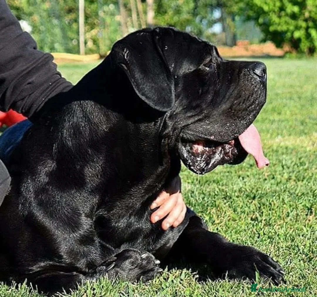 Cane Corso cani in vendita: Cuccioli cane corso selezionati  - Annuncio 5