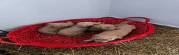 Barboncino cani in vendita: Barboncini Red nani  a Provincia di Savona - Annuncio 5
