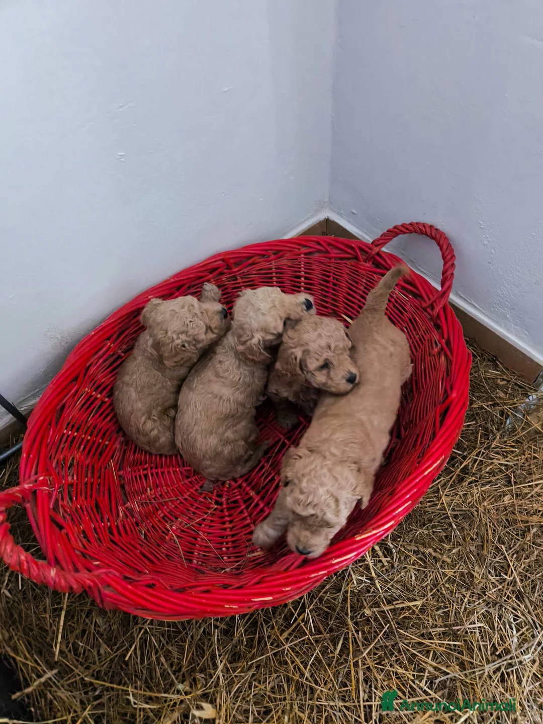Barboncino cani in vendita: Barboncini Red nani  a Provincia di Savona - Annuncio 5