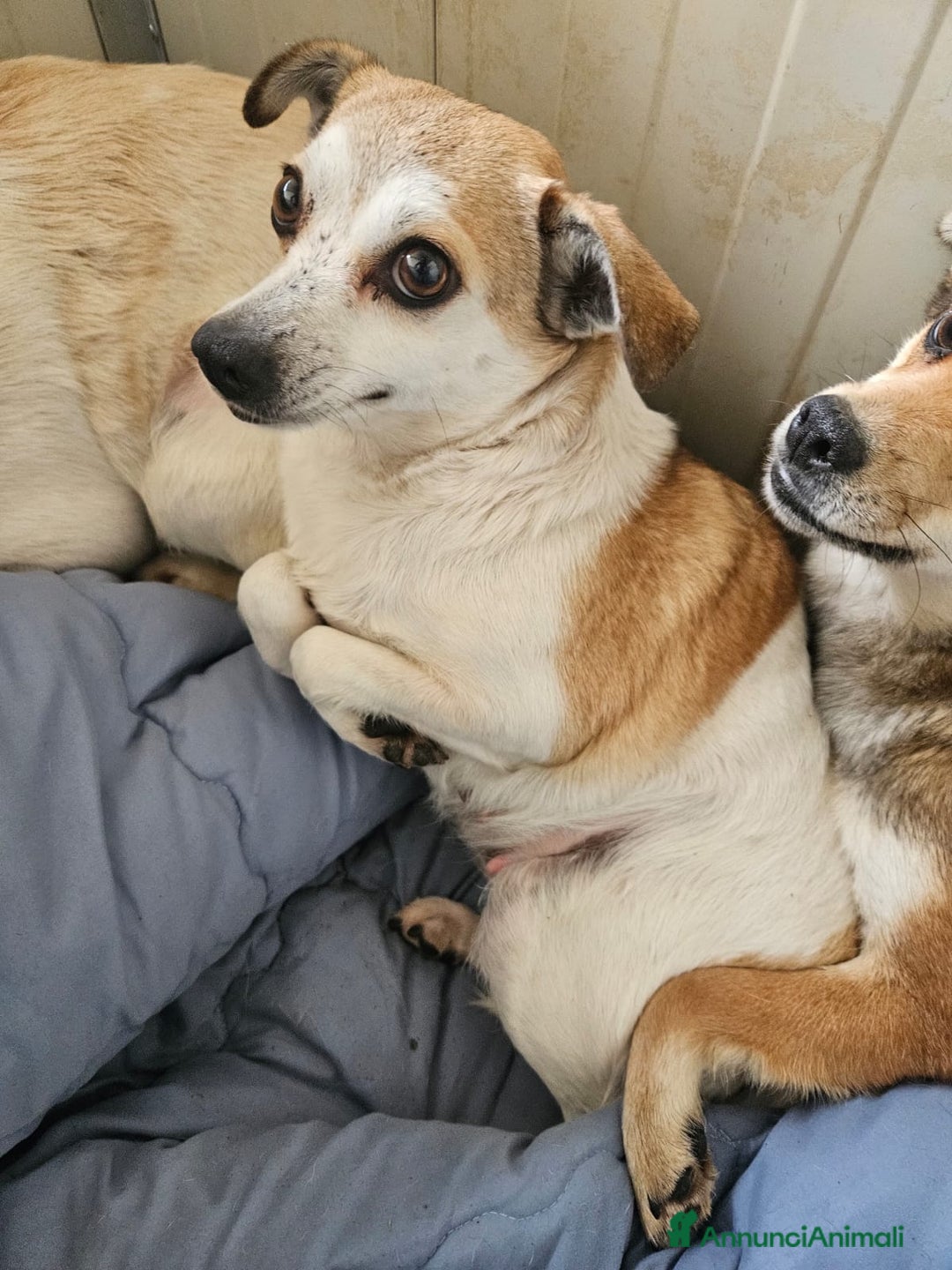 Meticcio cani in regalo: Dixie: 6 kg, 4 anni. Timida ma dolce - Annuncio 3